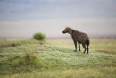 Hyena hunting